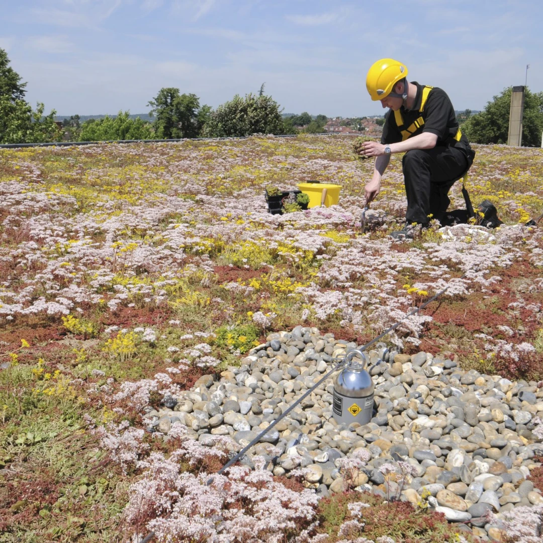 Green Roof 3